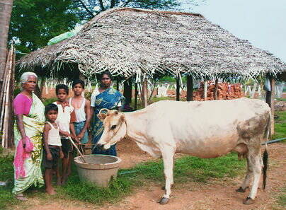 Der Witwe Arockiammal in Kodaikanal (Indien) beschafften wir eine Milchkuh. Der Verkauf der Milch sichert ihr und ihren Kindern ein Einkommen