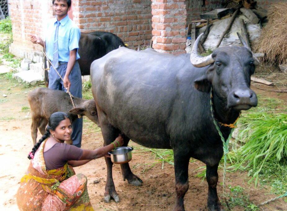 2012: Die Eltern des 18-jährigen Patenjungen Vijay Kumar G. (hinten) in Secunderabad (Indien) sind landwirtschaftliche Tagelöhner und oft arbeitslos. Wir geben ihnen eine Milchkuh mit Kalb